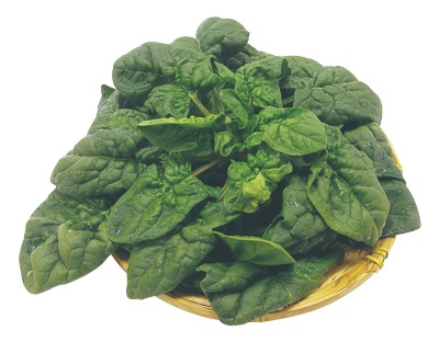 松田農園のちぢみほうれん草