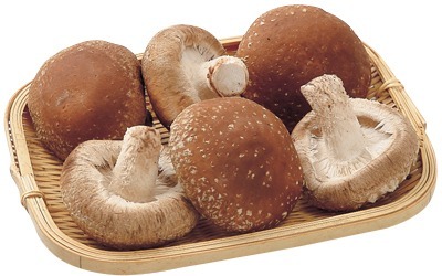 テルベの生しいたけ(菌床)