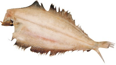 干なめたがれい