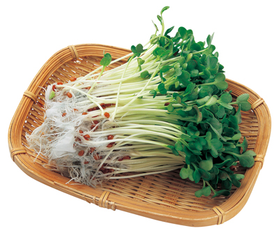 カイワレだいこん