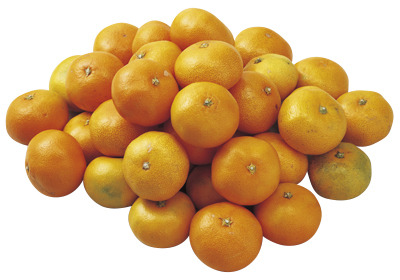 媛一極早生みかん