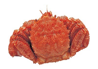 ゆで毛がに 特大