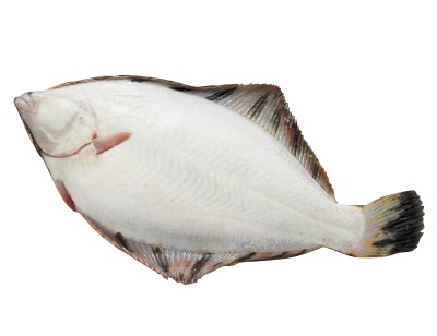 黒がれい（オス）