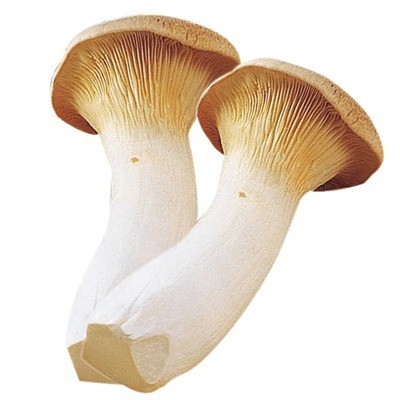 ホクトのエリンギ