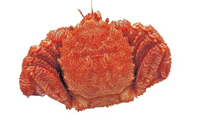 ゆで毛がに(冷凍)