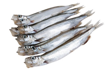 カラフトししゃも(メス)