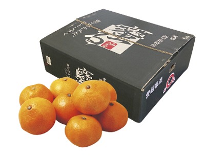 西宇和みかん(蜜る)