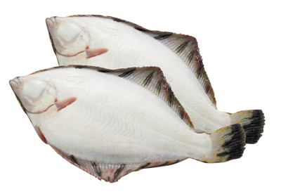 黒がれい(オス)