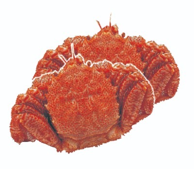 ゆで毛がに特大(冷凍)