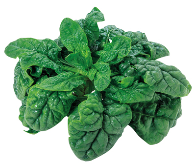 ちぢみほうれん草