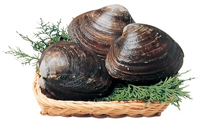 刺身用貝ほっき