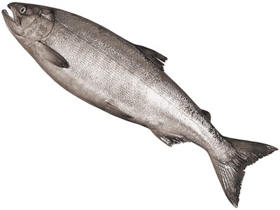 新巻さけ(冷凍)