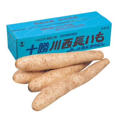 新物 JA帯広かわにし十勝川西長いも