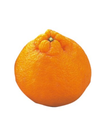 デコポン(3Lサイズ)