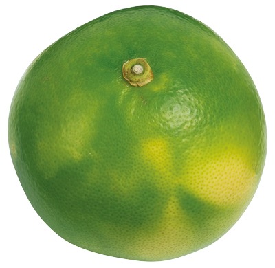 ゴンザレスさんのメローゴールド