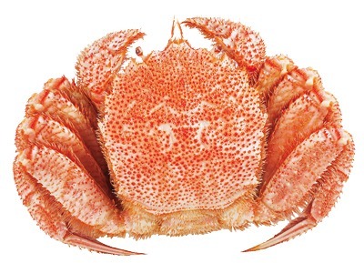 ゆで毛がに（冷凍）超特大