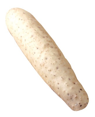 川西長いも